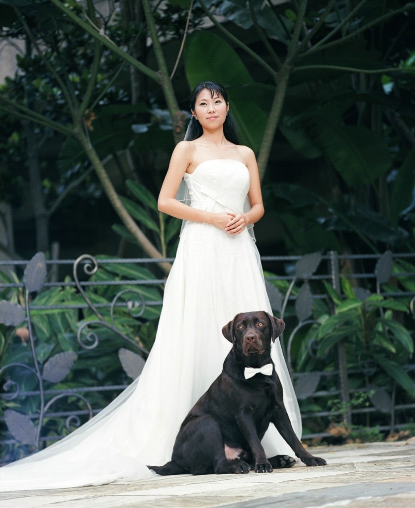 Labrador Retriever en fête de mariage