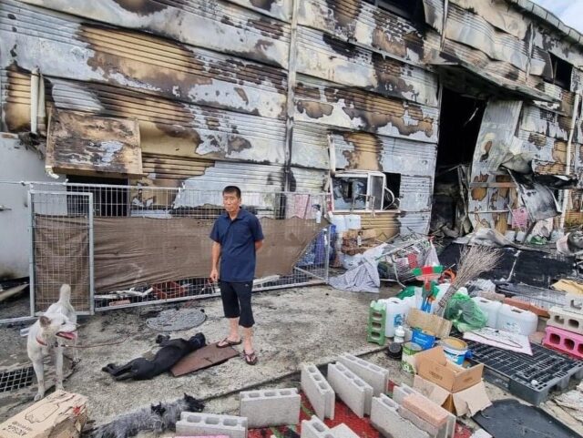 Sauvetage de chiens après un incendie