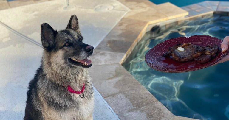 Stolen Dog Found 600 Miles From Home After 5 Years Is Back To The Good Life