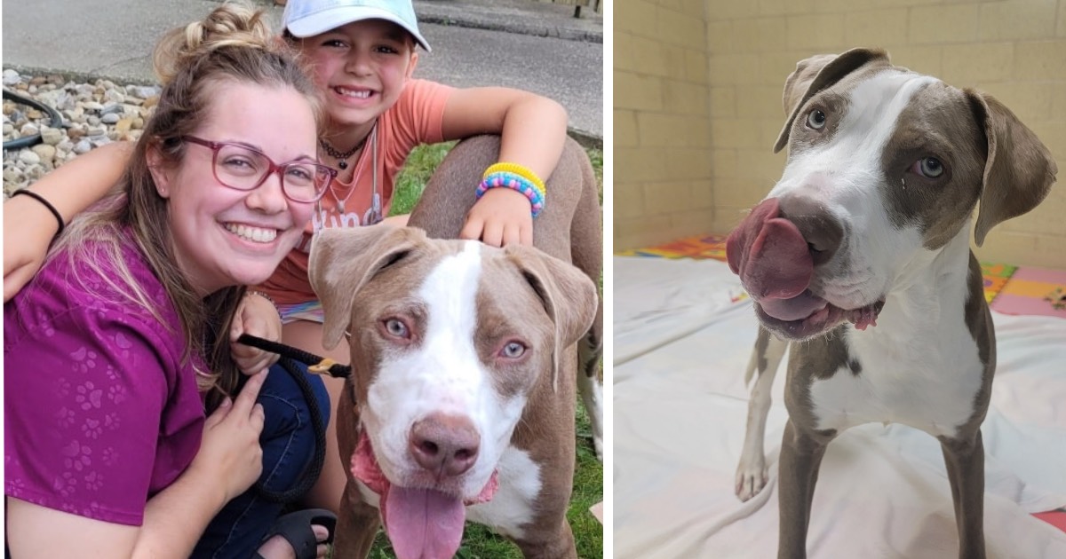 Ce chien a été largué à la rescousse sourd et incapable de marcher, il a maintenant trouvé une famille pour toujours