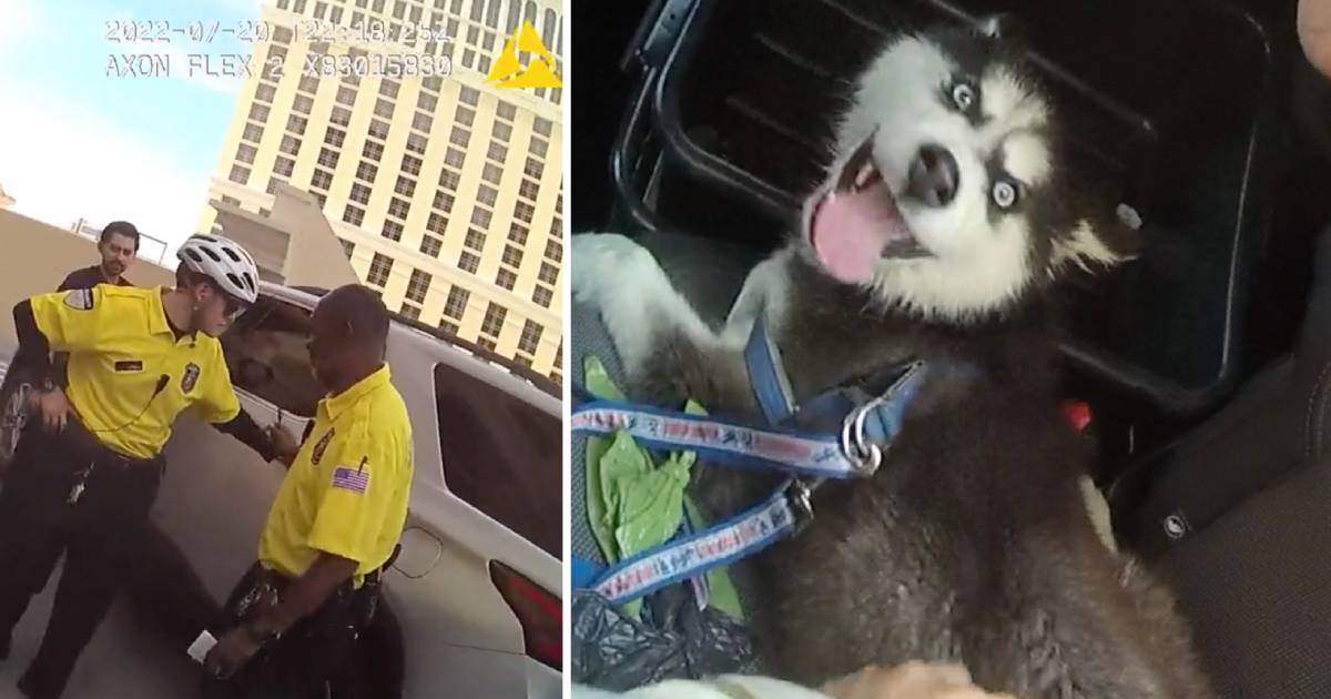 Un joueur éhonté laisse son chiot dans une voiture chaude avec la bouche fermée à l'extérieur du casino