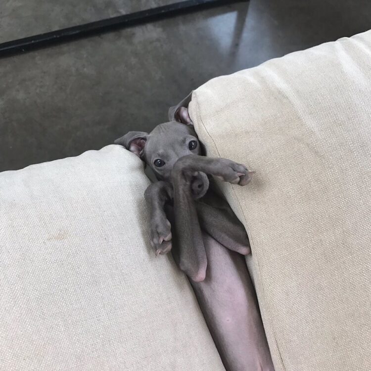 Chien entre les coussins du canapé