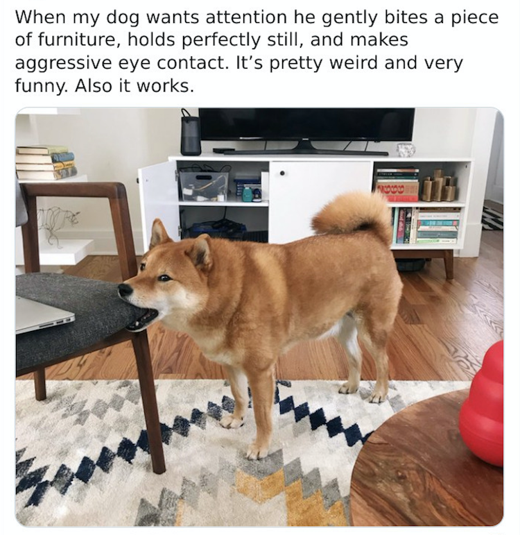 Shiba mord les meubles