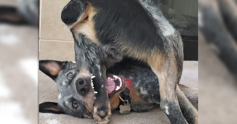 21 chiens hilarants et bizarres qui semblent mal fonctionner
