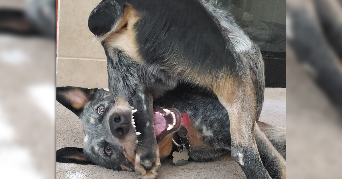 21 chiens hilarants et bizarres qui semblent mal fonctionner