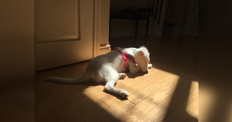 Un chiot aveugle et sourd né d'une mauvaise éducation trouve quelqu'un pour l'aimer
