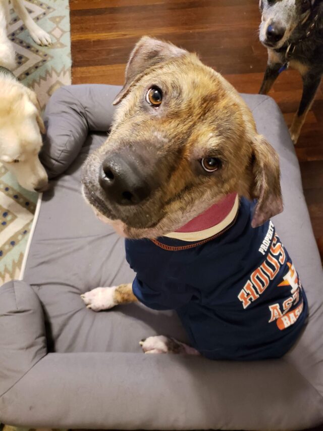 Un chien retrouvé avec un lacet enfoncé dans le cou retrouve l'espoir avec Houston Rescue
