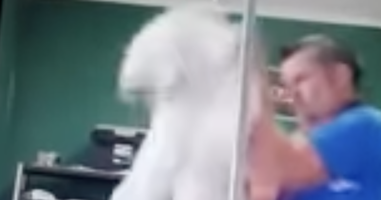 Un toiletteur pour chiens interpellé après qu'une vidéo horrible le montre en train d'abuser d'un caniche
