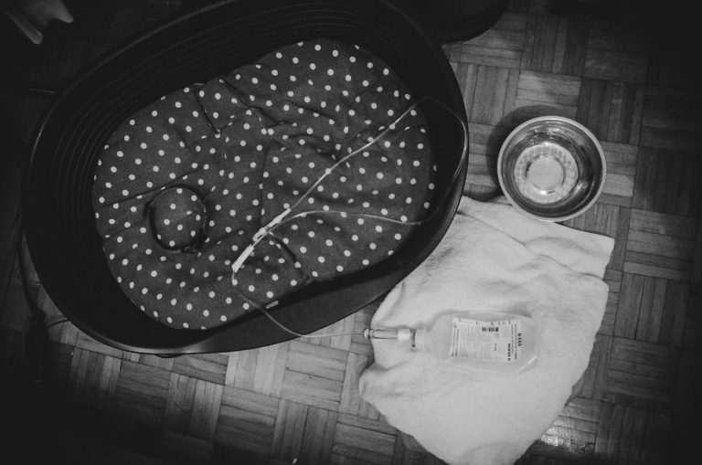 Une photographe espère documenter le rétablissement de son chien, mais capture ses adieux les plus durs
