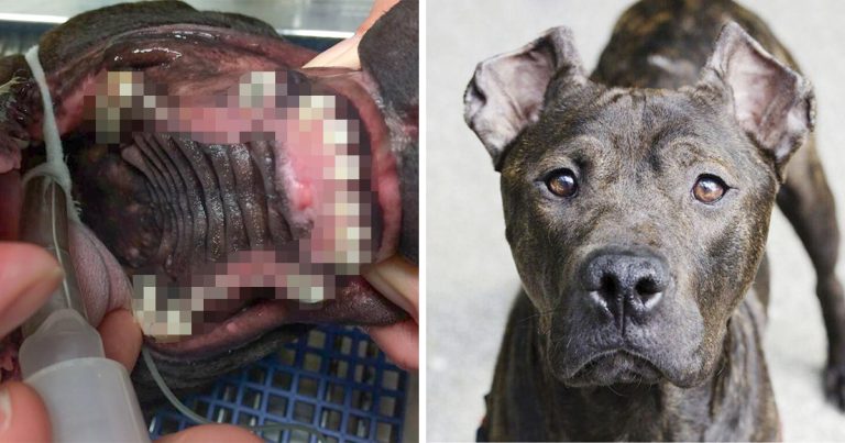 Un chien retrouvé avec les dents broyées jusqu'aux gencives vit maintenant sa meilleure vie
