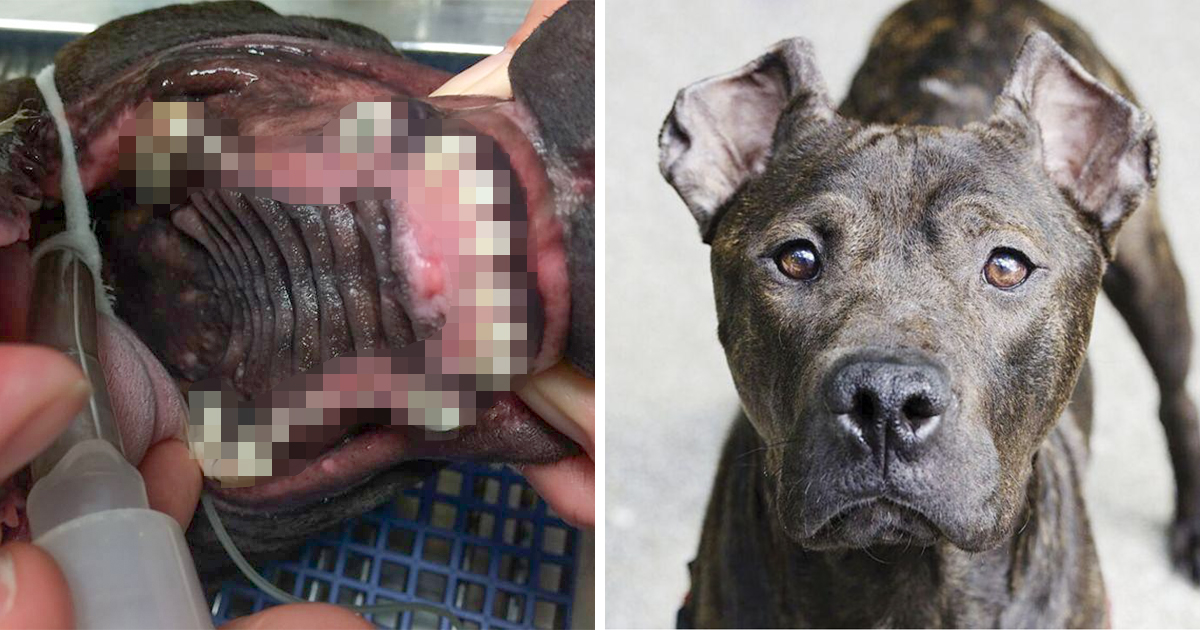 Un chien retrouvé avec les dents broyées jusqu'aux gencives vit maintenant sa meilleure vie