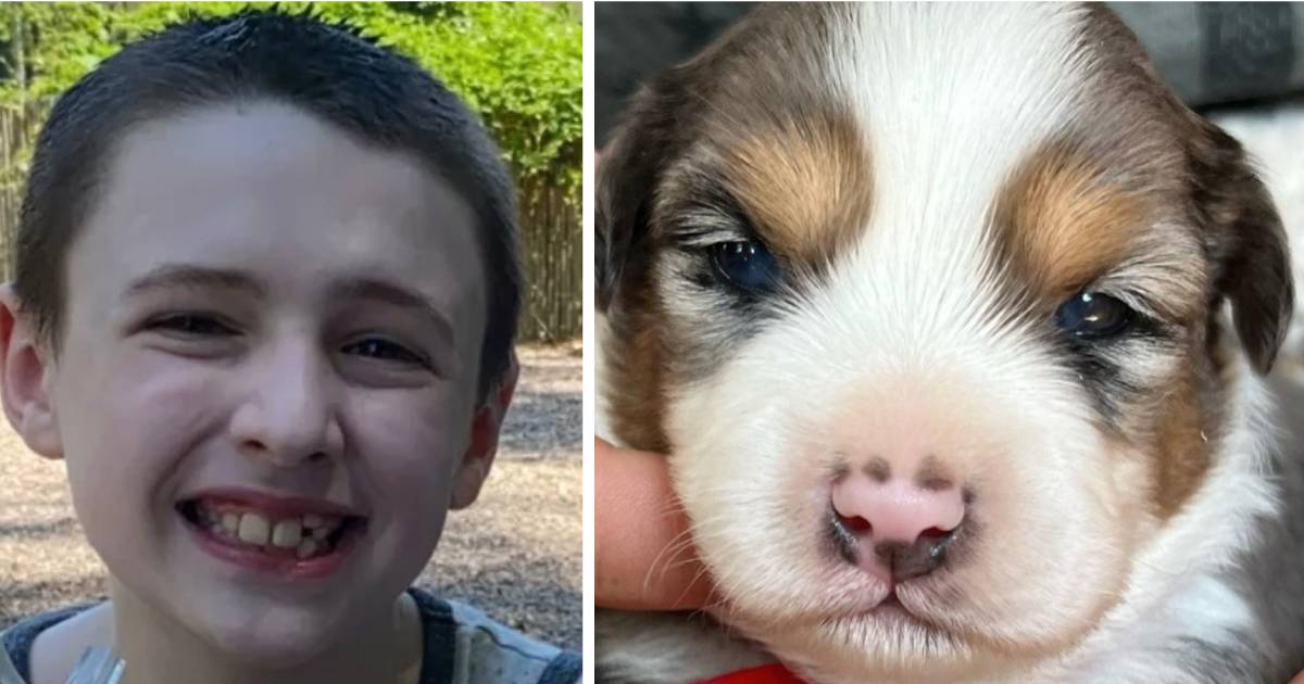 La famille demande de l'aide pour offrir le chien d'assistance d'un enfant épileptique de 10 ans
