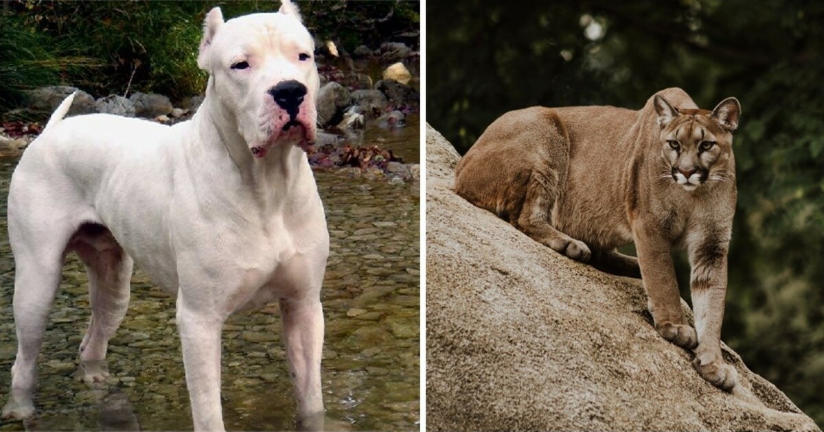 Un chien de la famille s'attaque à un puma mortel alors qu'il poursuit 2 petites filles terrifiées