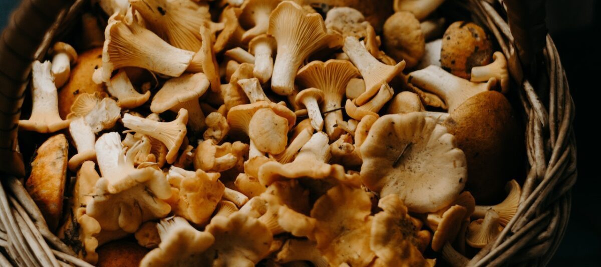 Qu'est-ce que c'est et comment il favorise une vie longue et saine pour les chiens