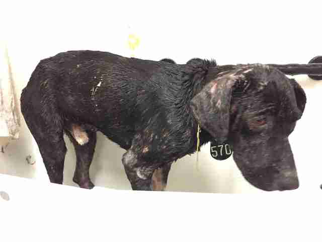 Un chien errant "est apparu mystérieusement" à l'école tous les matins, alors le professeur s'est impliqué
