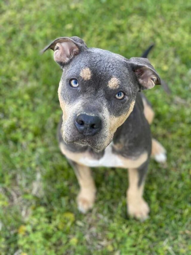 Un chiot triste qui ne savait que la négligence s'épanouit avec juste un peu d'amour
