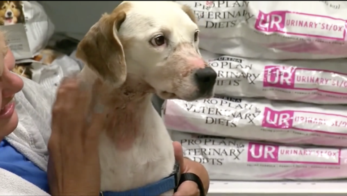 L'histoire virale d'un chiot maltraité prend une tournure bouleversante lorsque la vérité éclate
