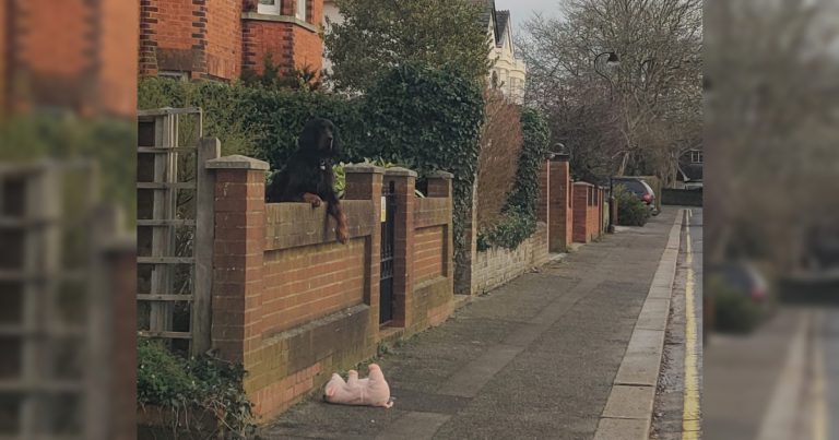 Ce chiot désespéré ne peut pas supporter son anxiété de séparation des jouets
