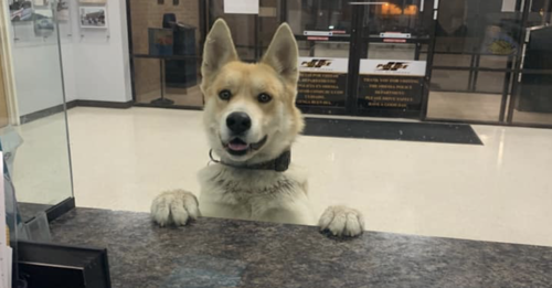 Un chien se signale porté disparu au poste de police
