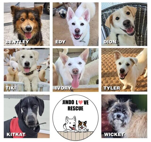 120 chiens sauvés du commerce de la viande sud-coréen blessés ou tués dans un incendie catastrophique
