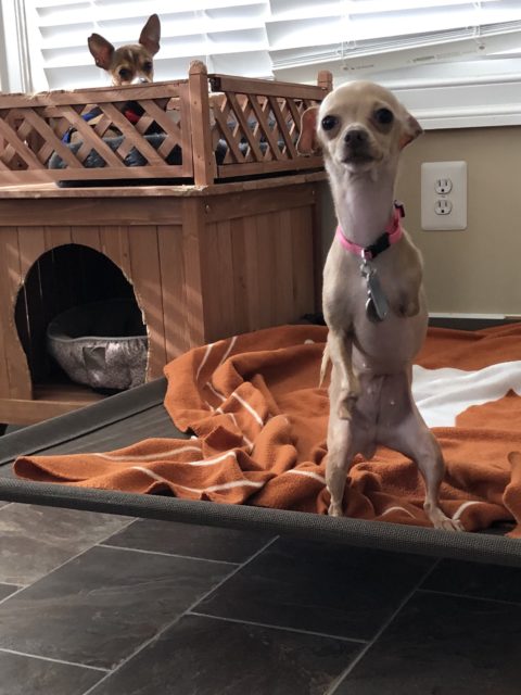 Un homme au cœur brisé qui a été sauvé par un chihuahua a sauvé plus de 30 petits chiens
