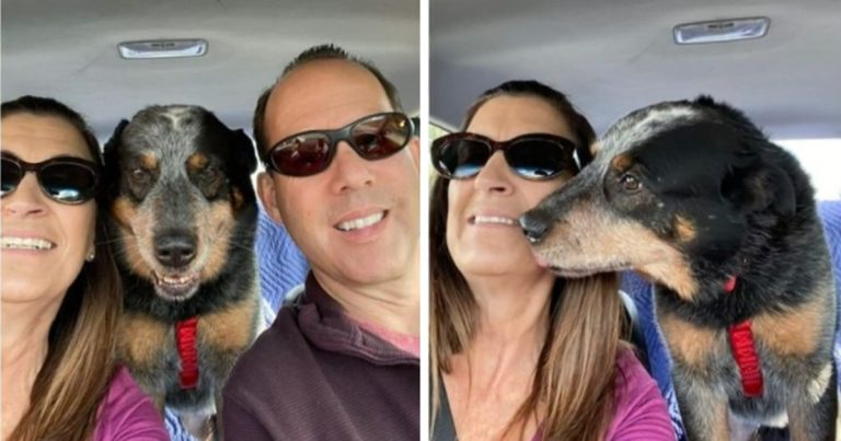 Un chien retrouvé dans la neige gardant son propriétaire décédé trouve une nouvelle maison aimante
