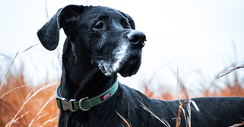 Une femme écrit une nécrologie touchante pour "Les légendes des chiens sont faites de"
