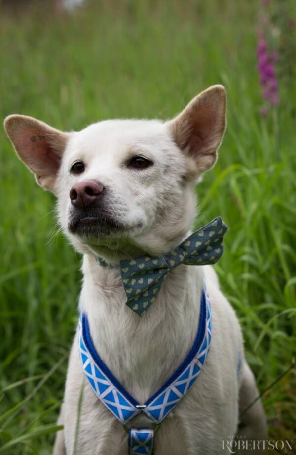 Rescue Dog On Britain's Got Talent fait pleurer les juges
