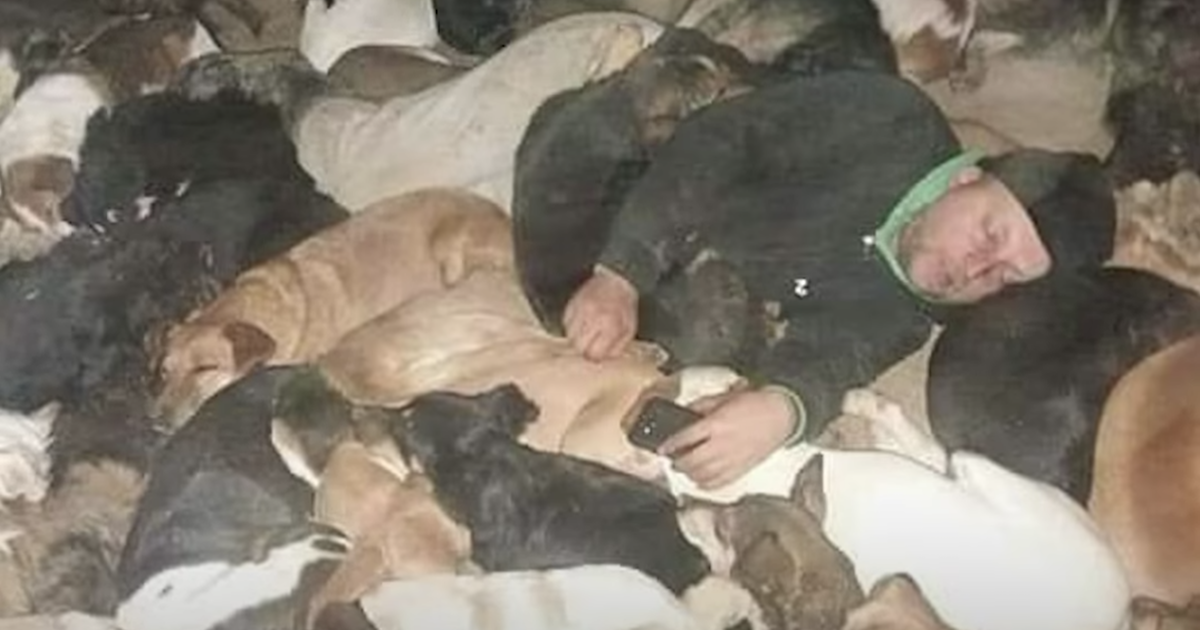 Un homme dort avec 600 chiens de sauvetage pour les garder au chaud la nuit