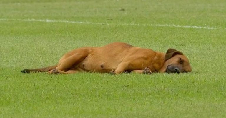 Un chien somnolent retarde le jeu après avoir décidé que le terrain de football mou est l'endroit idéal pour une sieste
