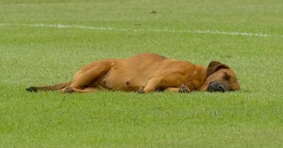 Un chien somnolent retarde le jeu après avoir décidé que le terrain de football mou est l'endroit idéal pour une sieste