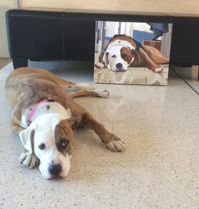 La famille de Kevin Bacon est en larmes après le décès de leur chien de sauvetage
