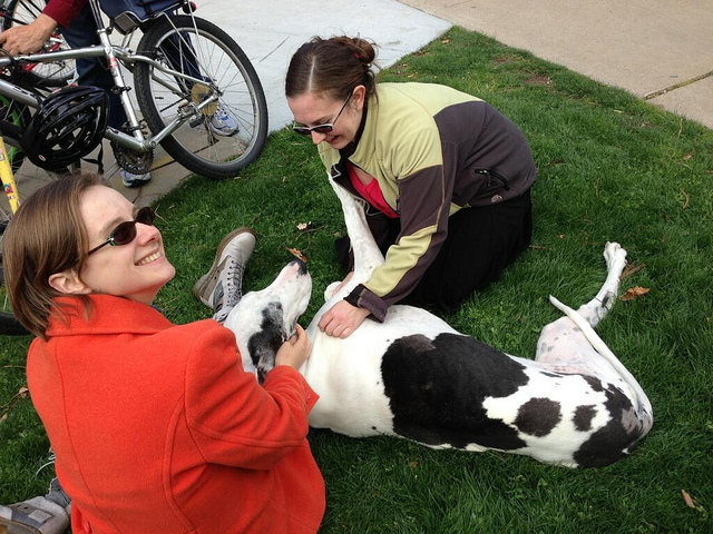 10 races de chiens qui sont très collantes avec leurs propriétaires
