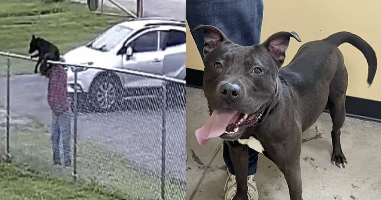 Un homme jette un chien par-dessus la clôture d'un refuge, pensant que c'est sa seule option
