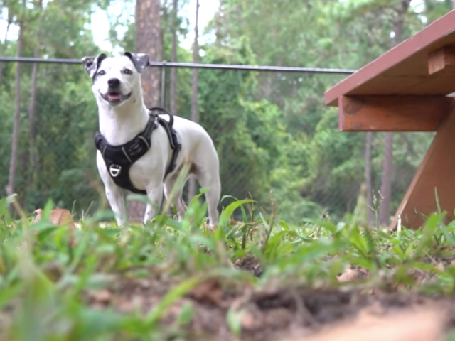 Cold Stone Creamery sous le feu des critiques pour avoir refusé de servir une femme avec un chien d'assistance
