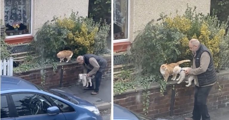 Fondre devant cette vidéo d'un homme présentant son chien à un chat du quartier
