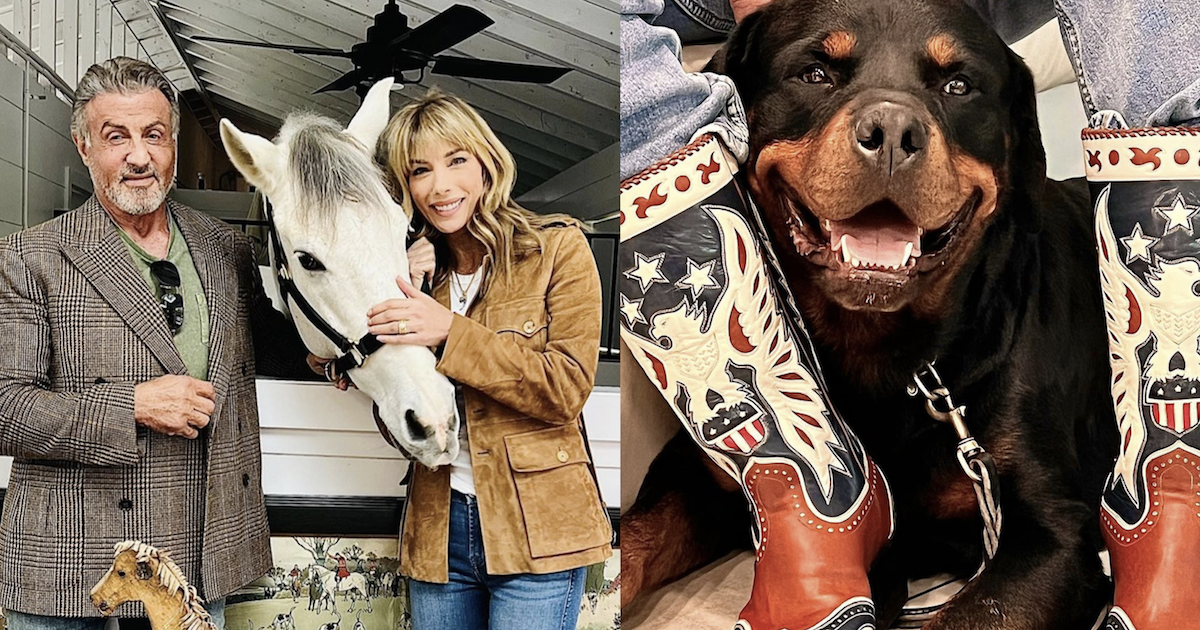 Des sources affirment qu'une dispute sur le nouveau chien de Sylvester Stallone a causé son divorce