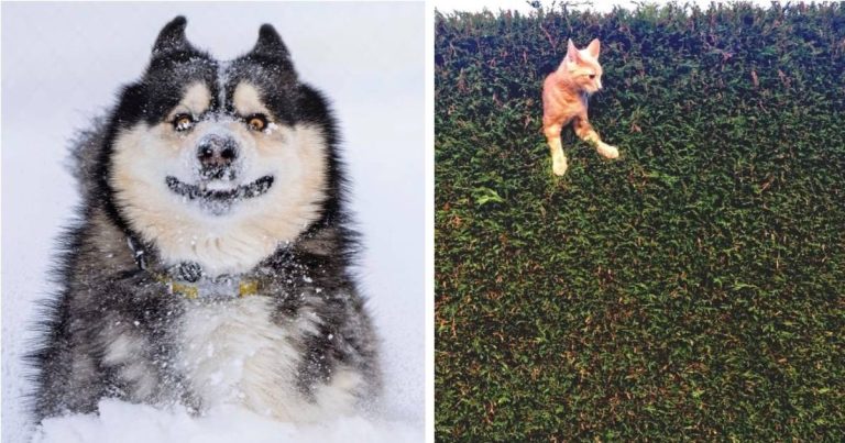 Les finalistes des Comedy Pet Photo Awards 2022 ne vous décevront pas
