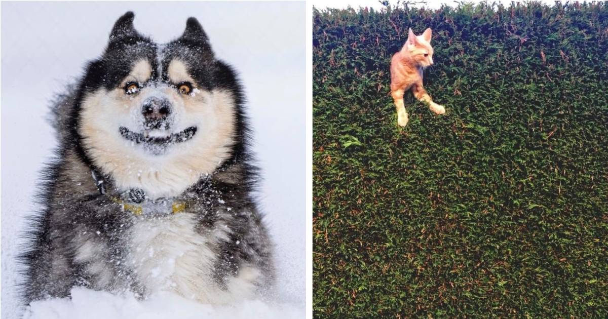 Les finalistes des Comedy Pet Photo Awards 2022 ne vous décevront pas