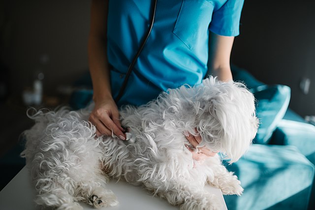  Est-il possible de prolonger la vie des chiens ?  Les scientifiques y travaillent
