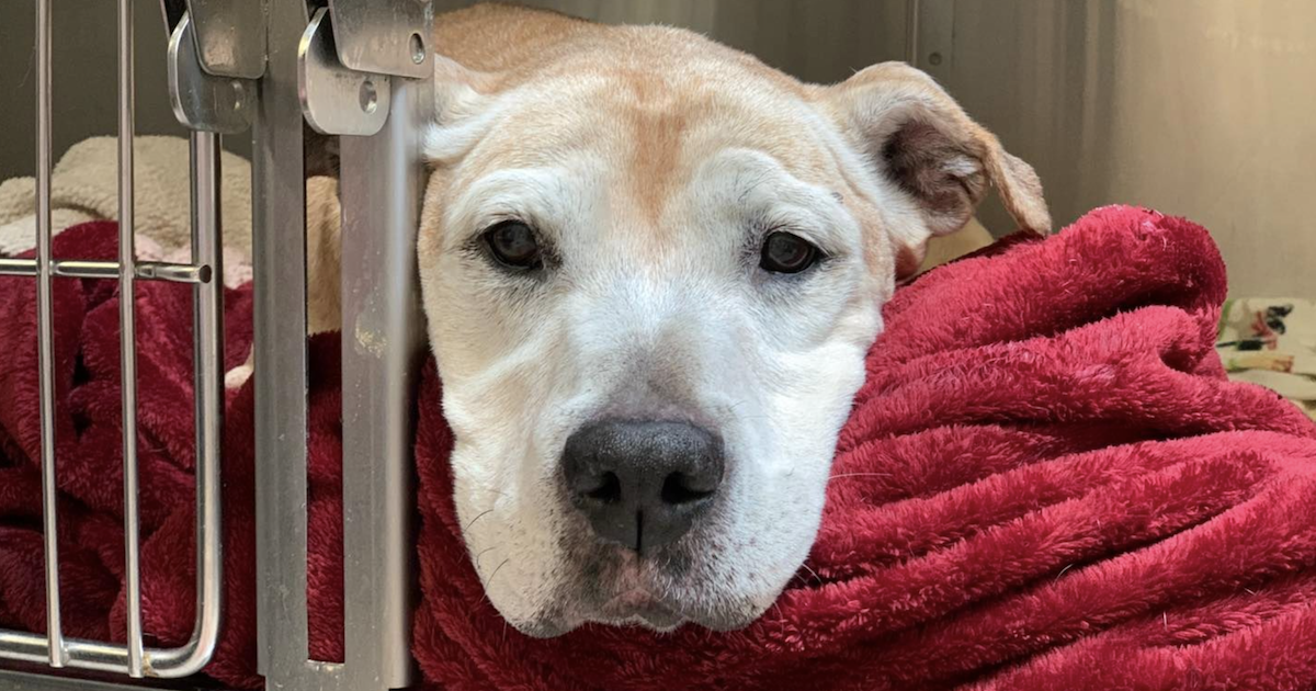 Un refuge inondé d'adoptants après que la famille a abandonné son chien de 15 ans