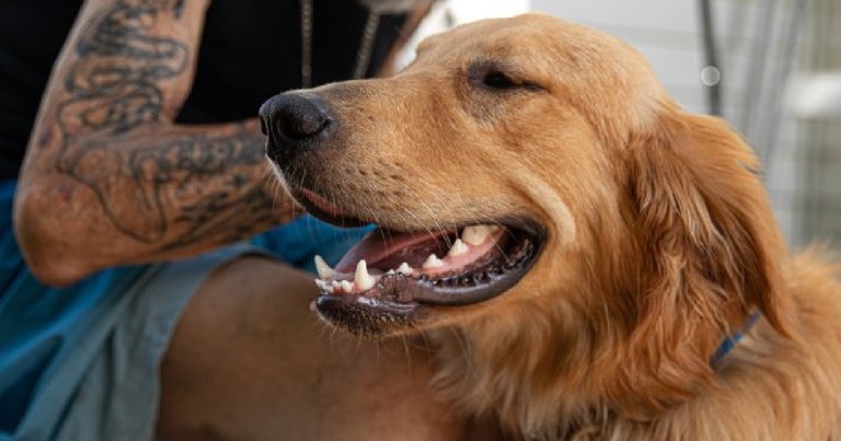 Kevin Stevens, vedette de la LNH à la retraite, fait équipe avec un magnifique Golden Retriever et un médecin expérimenté pour aider les gens à surmonter leur dépendance
