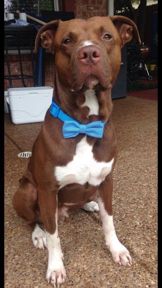 Un pitbull court vers un enfant hurlant et finit par sauver un enfant d'un serpent mortel
