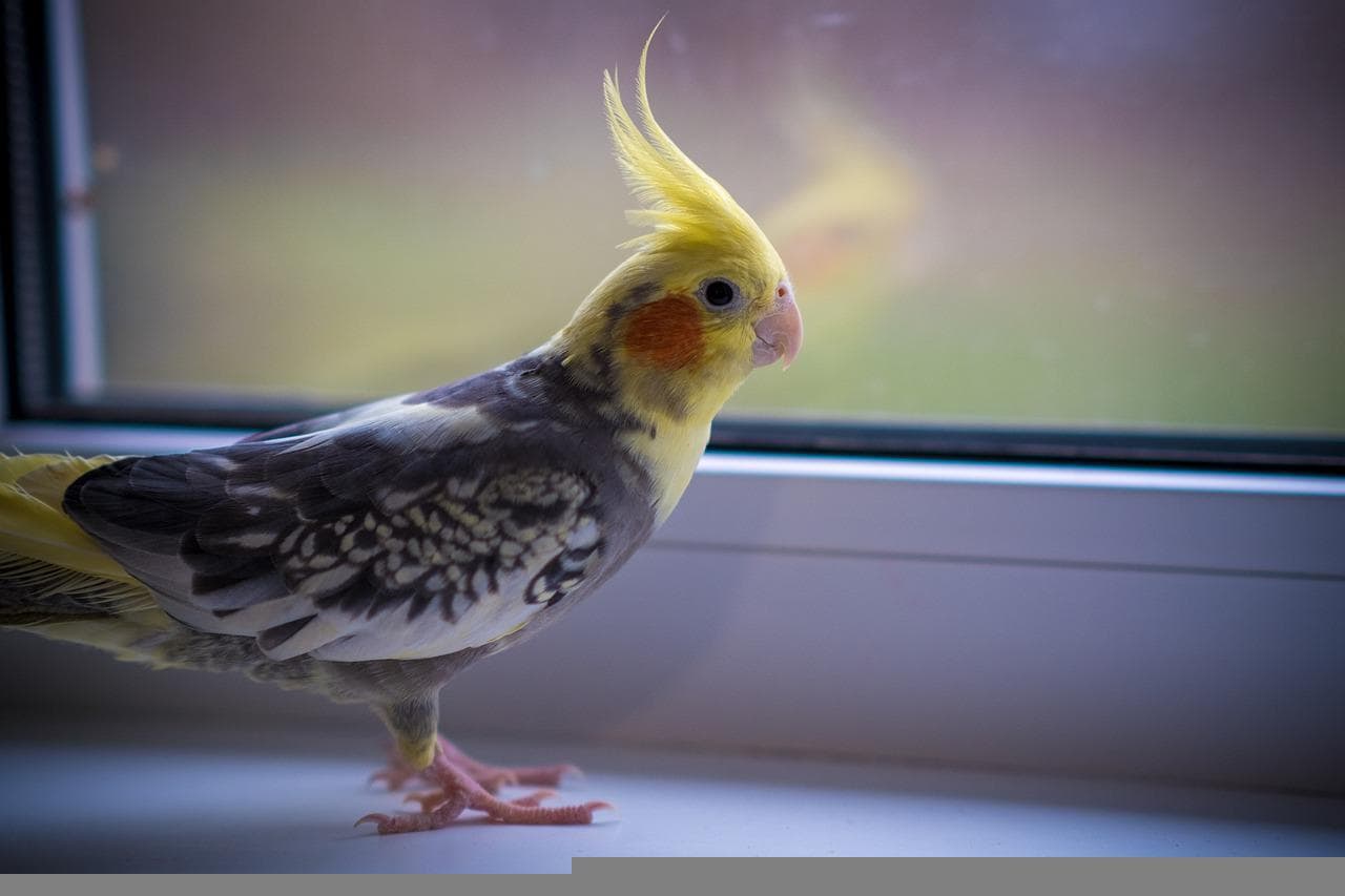 Cockatiel à côté d'une fenêtre