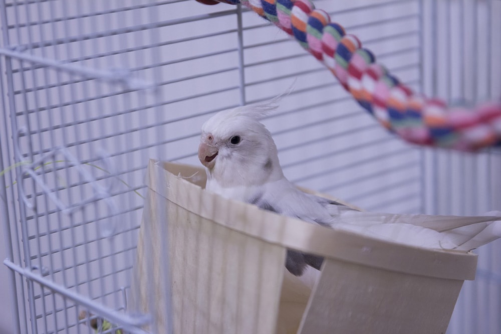 Cockatiel blanc dans sa cage