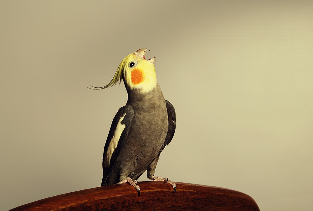 Cockatiel est assis en levant la tête_Jolanta Beinarovica