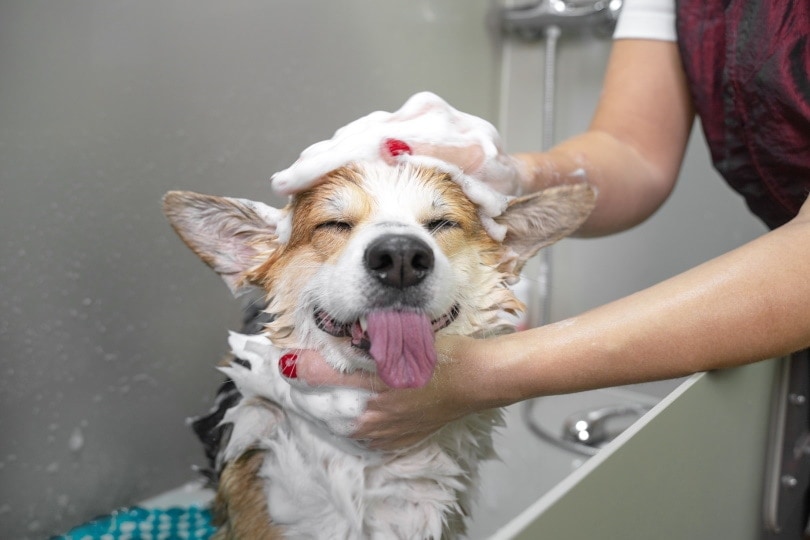 chien-prenant-un-bain_masarik-shutterstock
