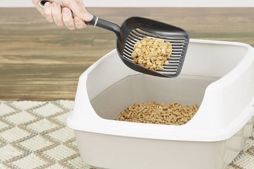 litière pour chat à base de pin