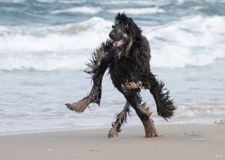 Chien sur la plage en panne