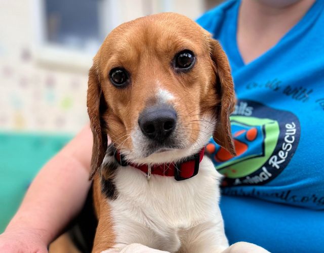 beagles sauvés d'un laboratoire de recherche